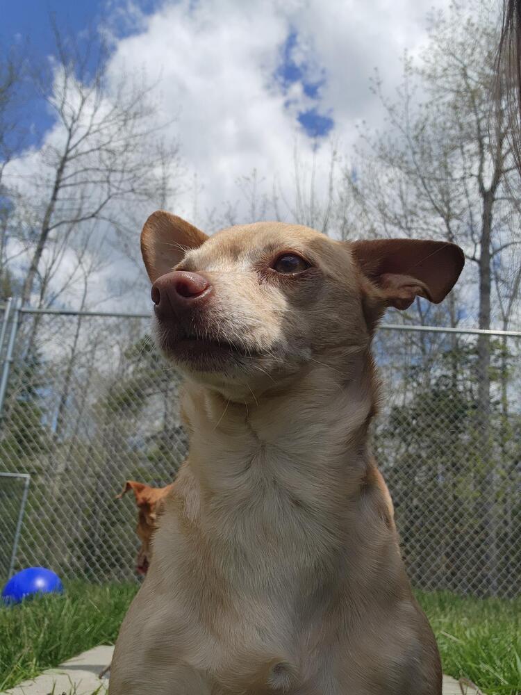 Franchesca, a Adoptable Chihuahua in Trenton, ME image 4/6