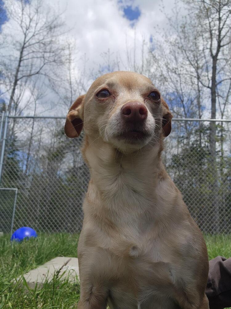 Franchesca, a Adoptable Chihuahua in Trenton, ME image 5/6