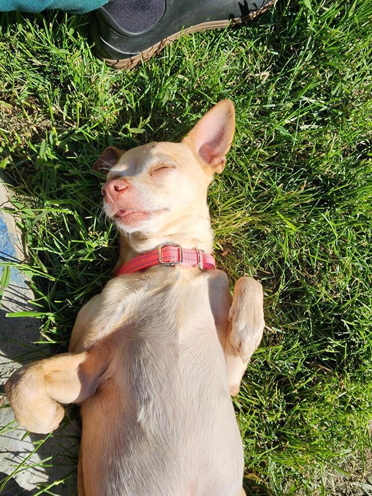 Franchesca, a Adoptable Chihuahua in Trenton, ME image 6/6