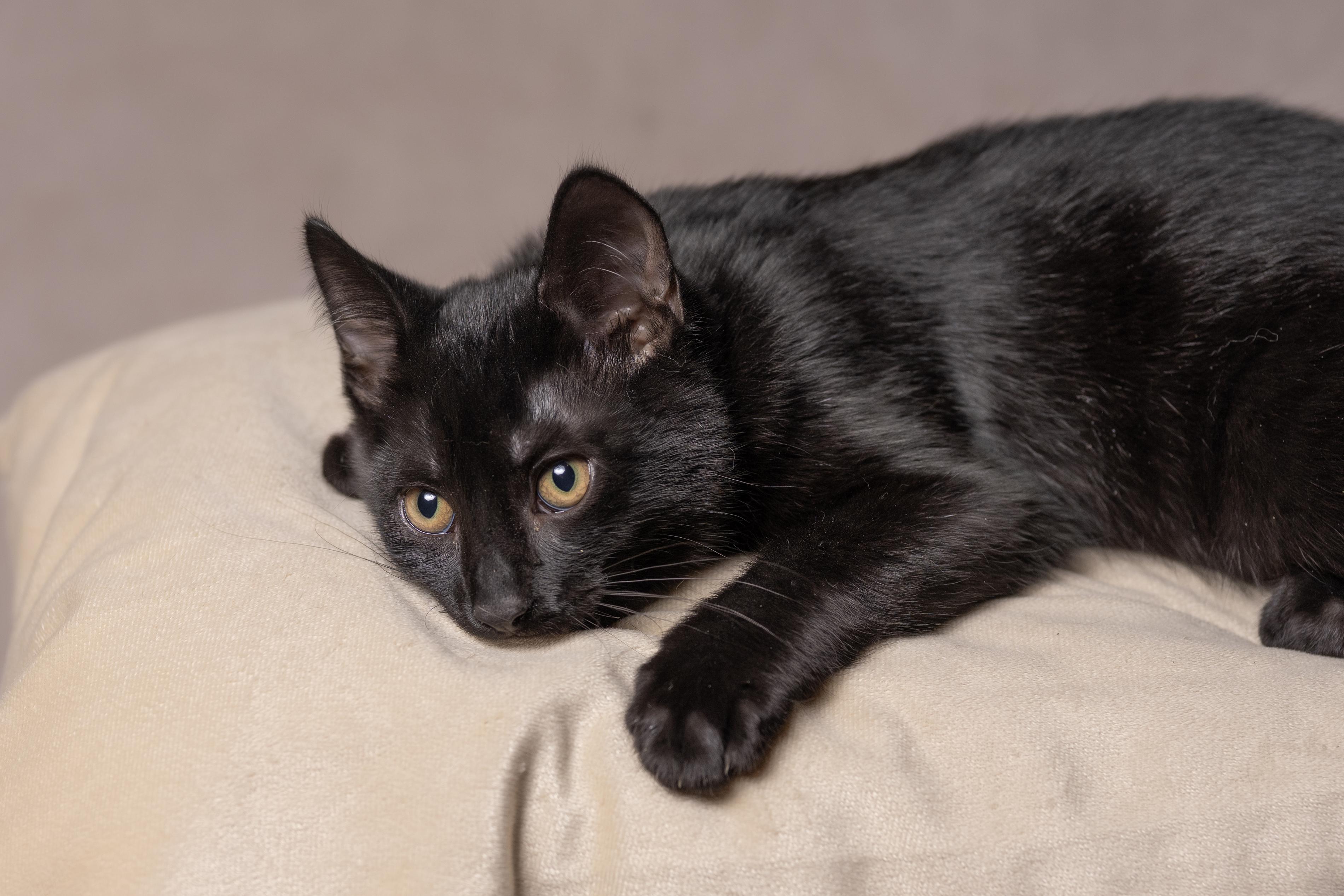 Enlarge Lucky, a Adoptable Domestic Short Hair in Muncie, IN image 2/3