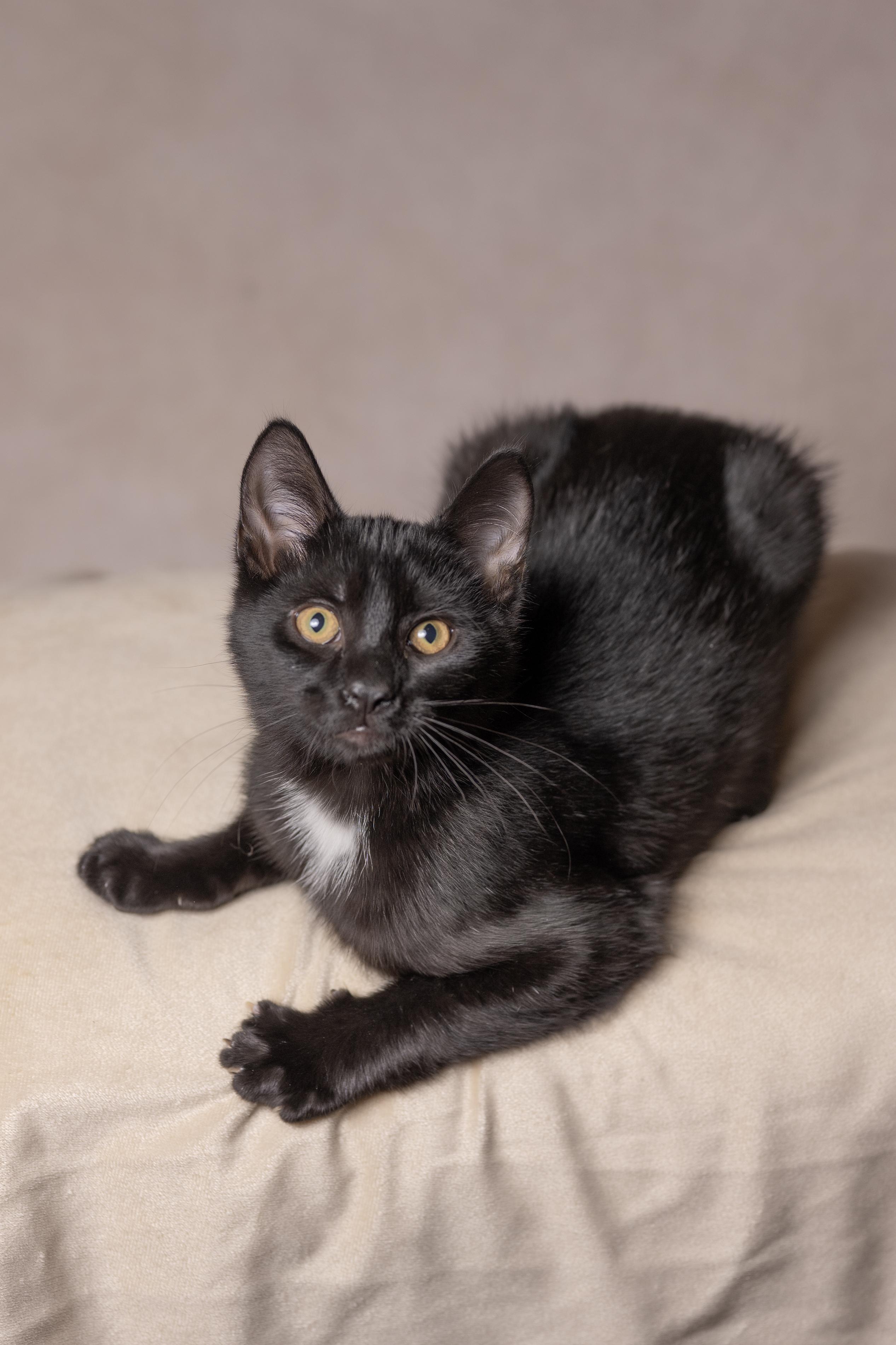 Enlarge Lucky, a Adoptable Domestic Short Hair in Muncie, IN image 3/3