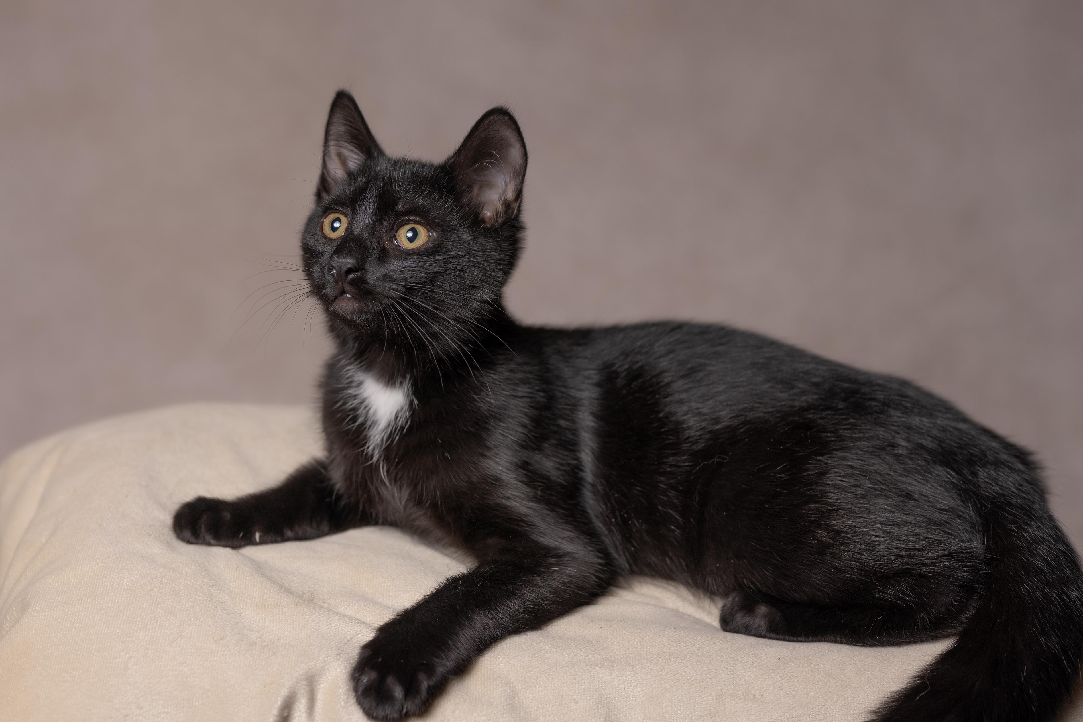 Lucky, Adoptable, Young Male Domestic Short Hair.