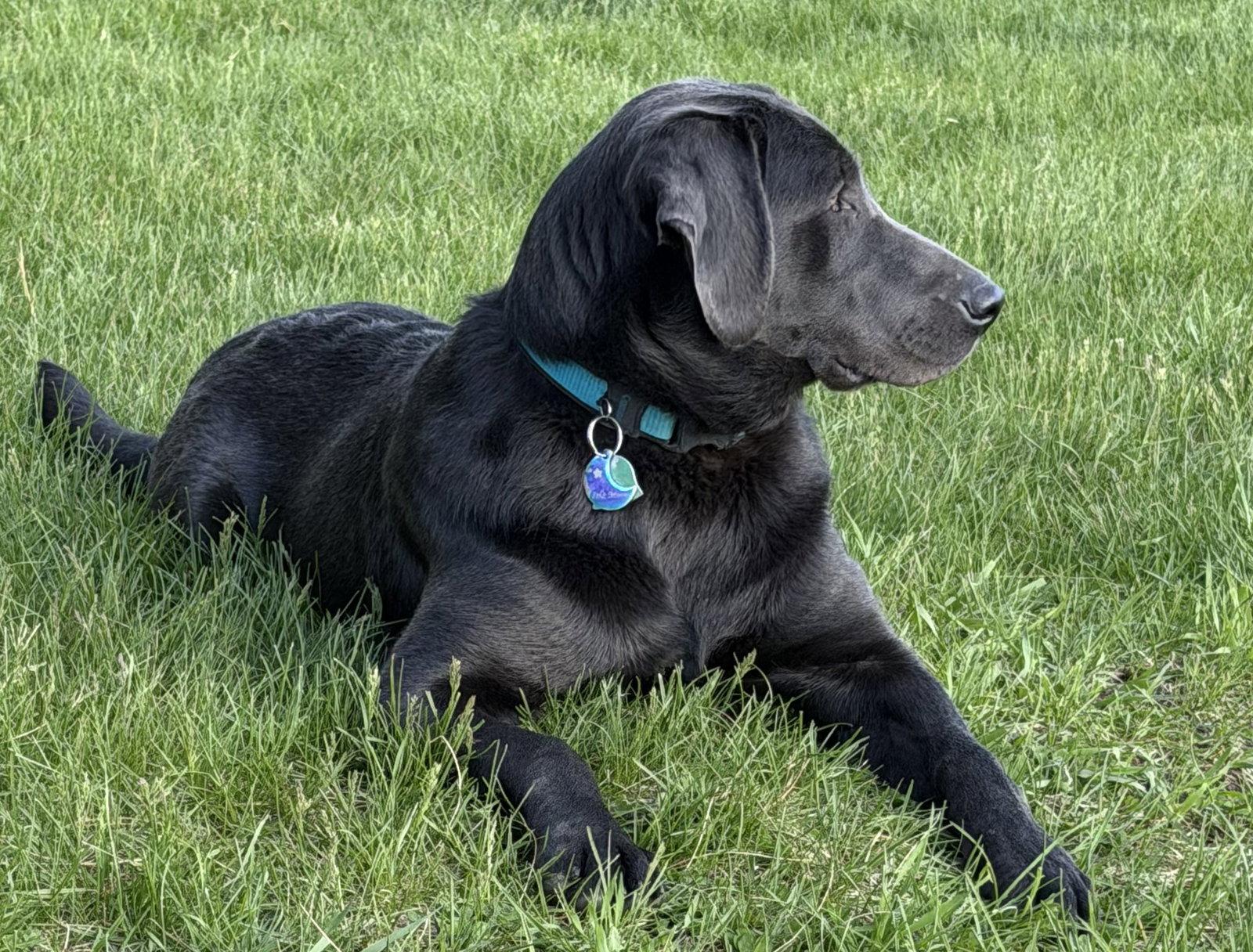 Isla Moon, Adopted, Puppy Female Labrador Retriever.
