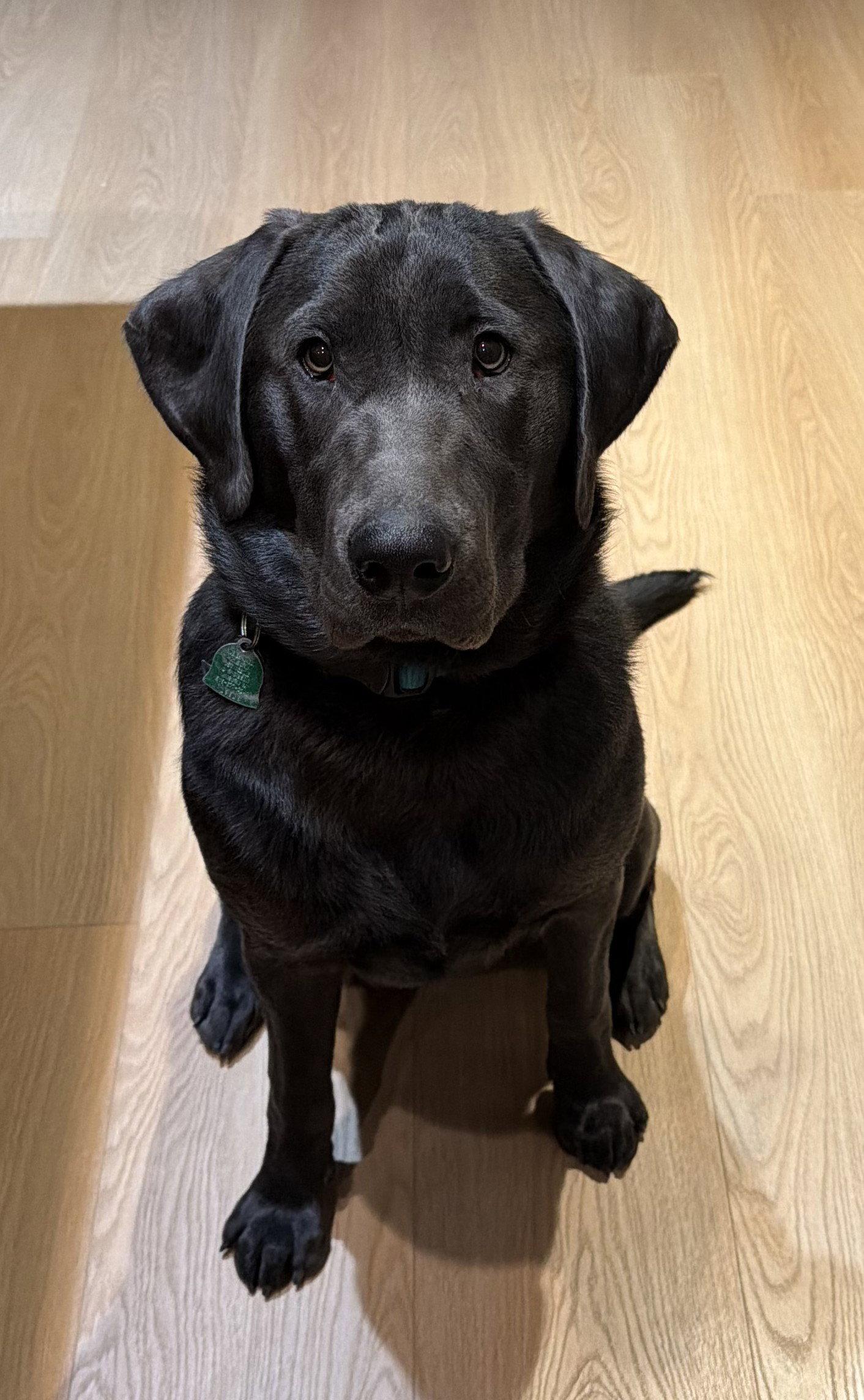 Enlarge Isla Moon, a Adopted Labrador Retriever in West Des Moines, IA image 2/3
