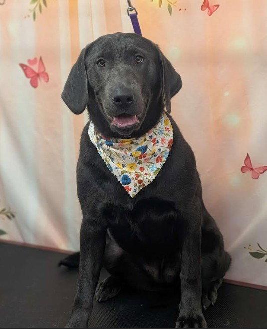 Enlarge Isla Moon, a Adopted Labrador Retriever in West Des Moines, IA image 3/3