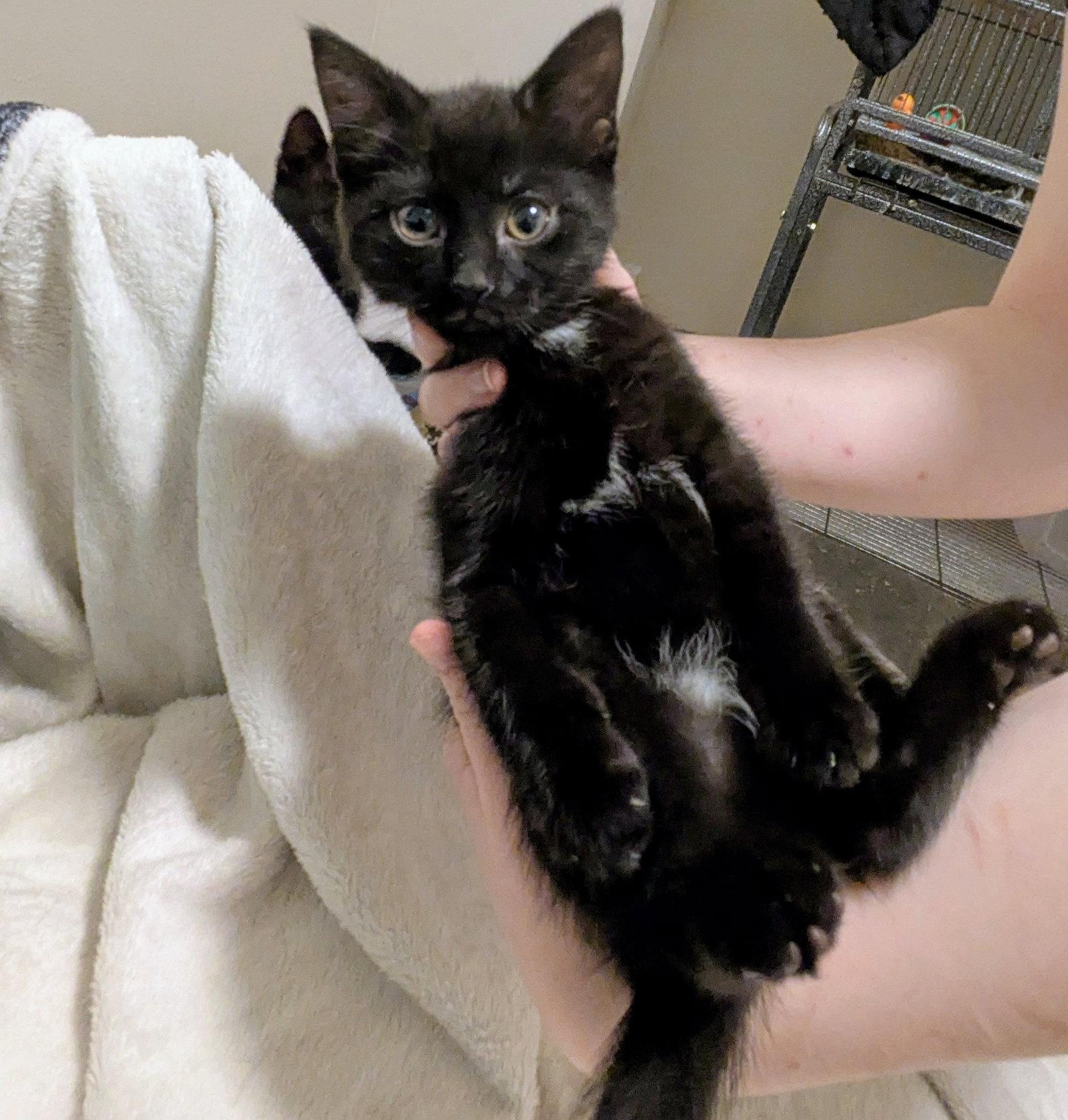 Young Girl, Adoptable, Kitten Female Domestic Short Hair.