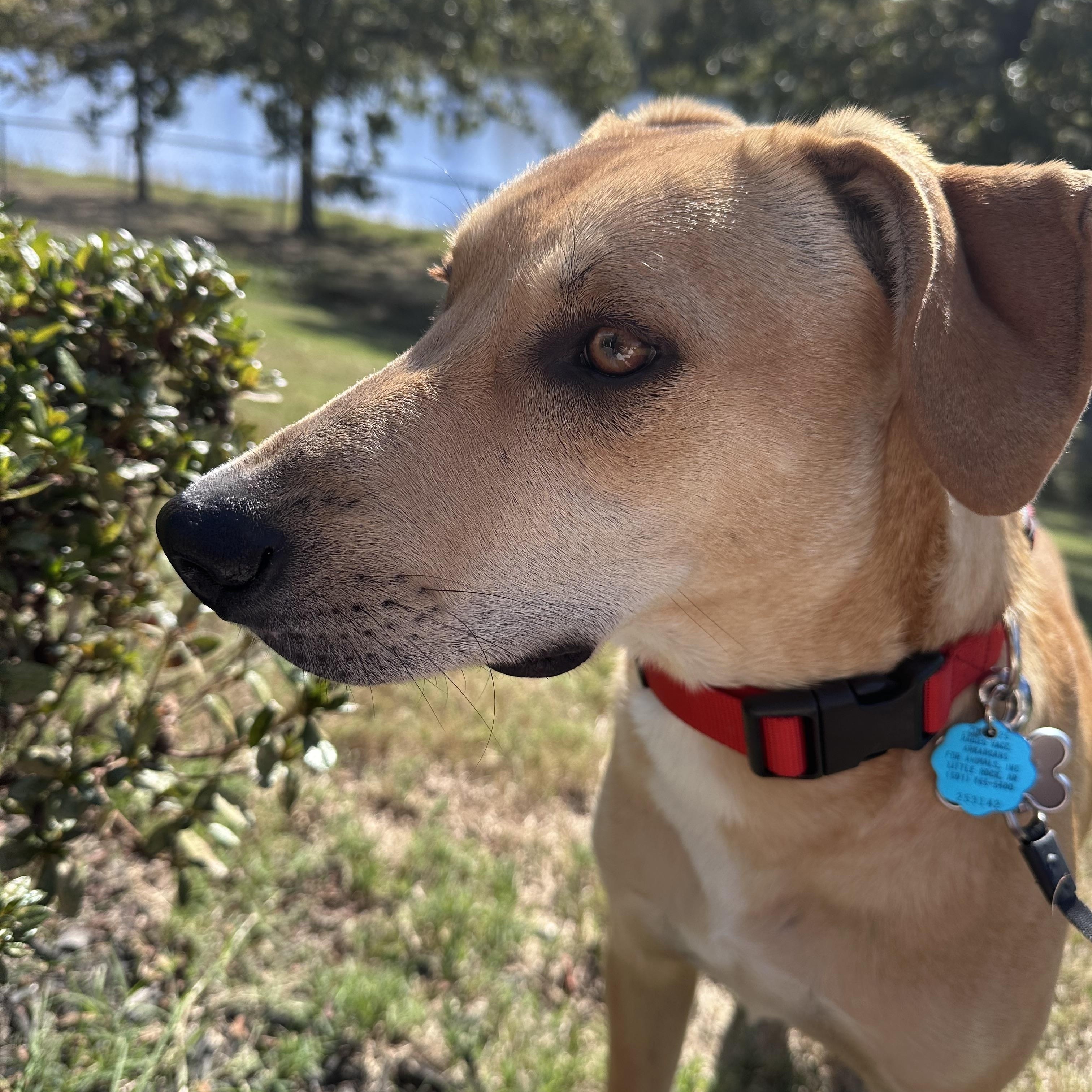 Dax, a Adoptable mixed breed in Little Rock, AR image 1/5