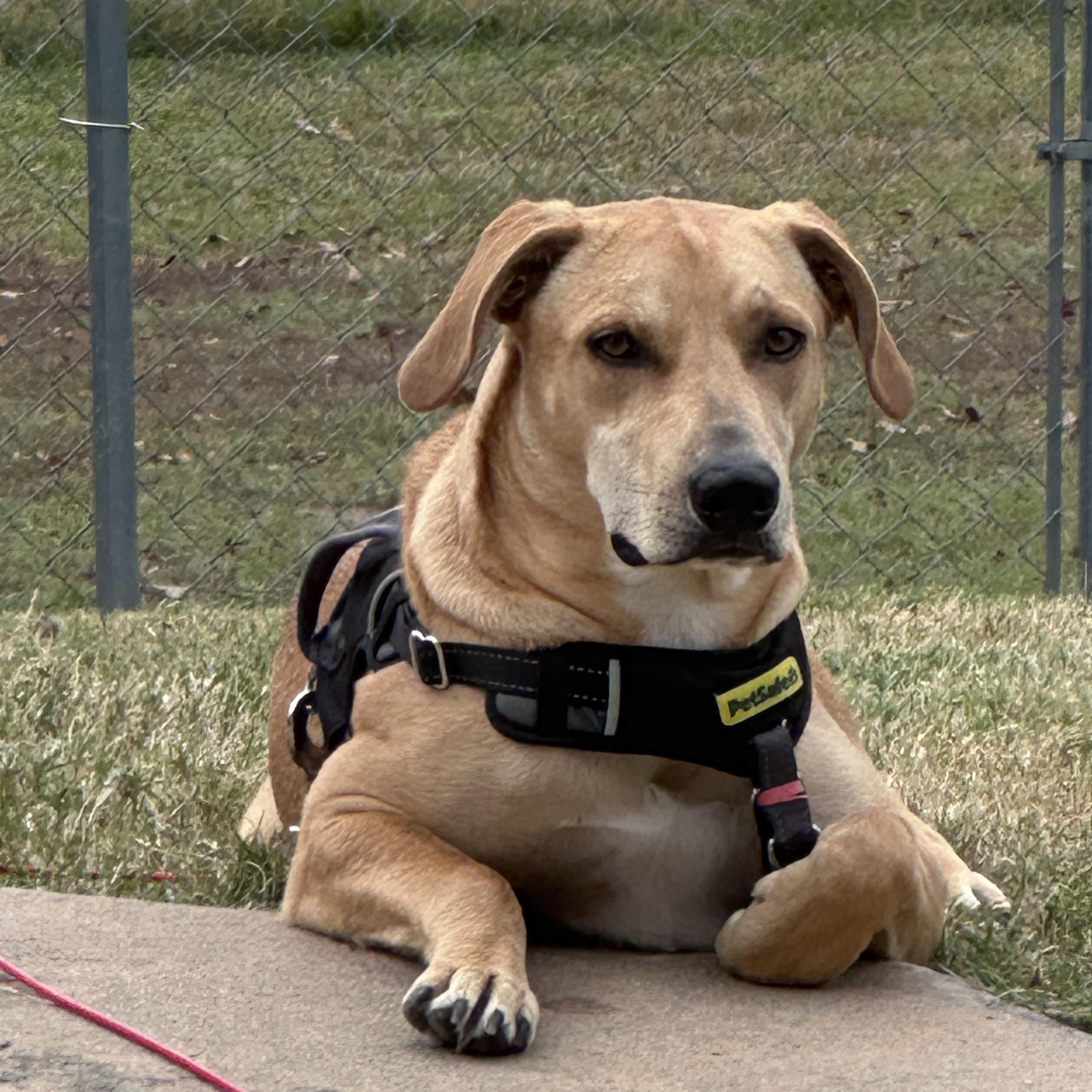 Dax, a Adoptable mixed breed in Little Rock, AR image 5/5