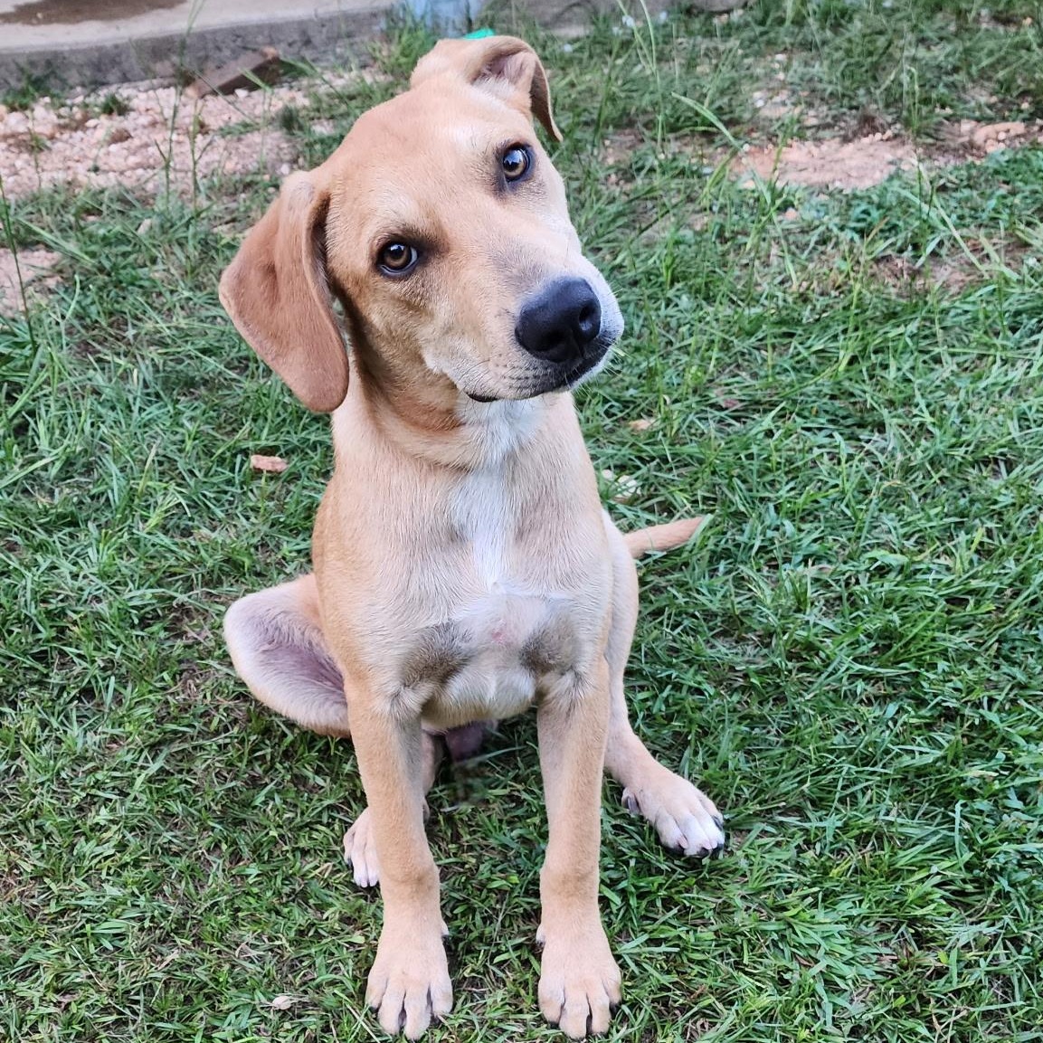 Dax, a Adoptable mixed breed in Little Rock, AR image 4/5