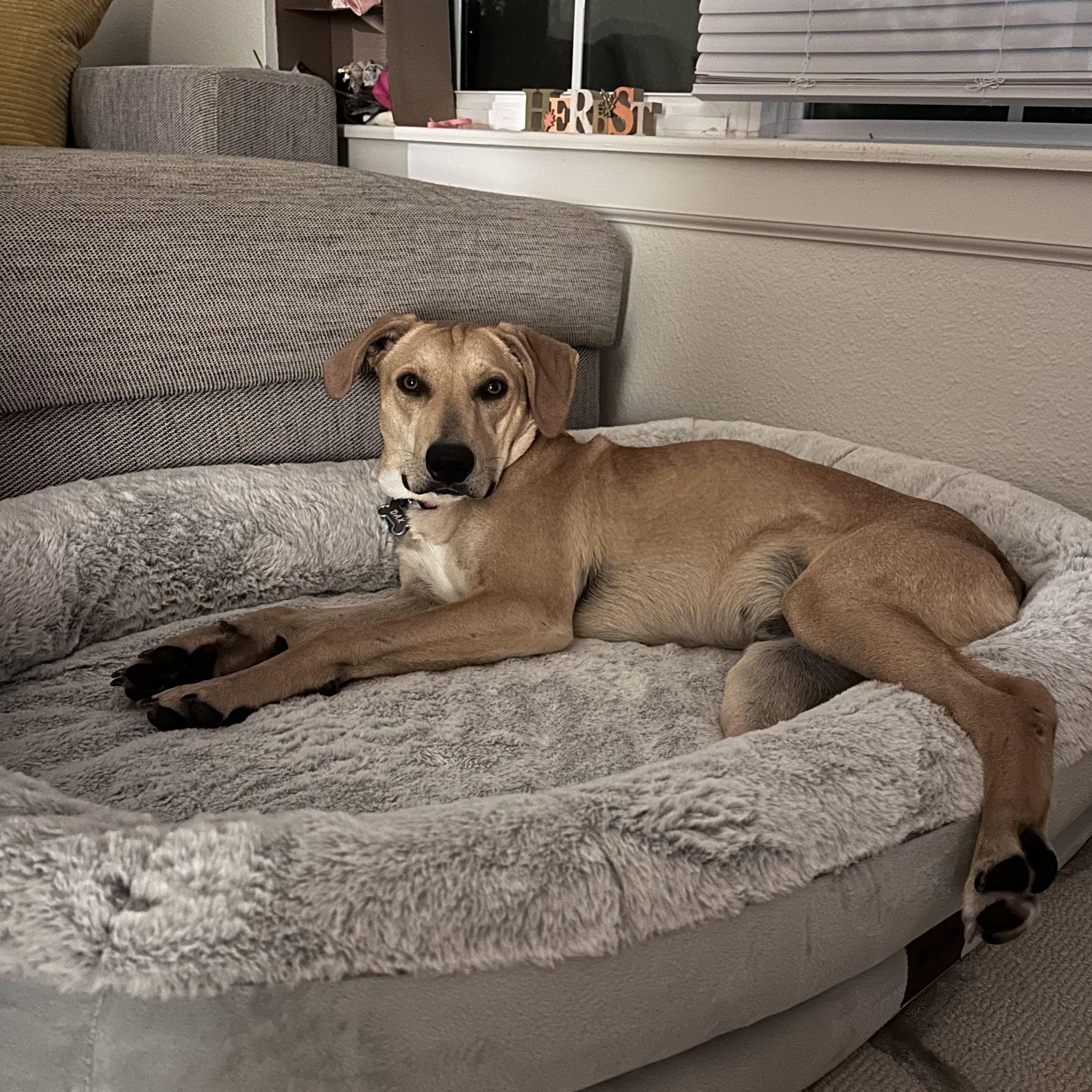 Dax, a Adoptable mixed breed in Little Rock, AR image 2/5