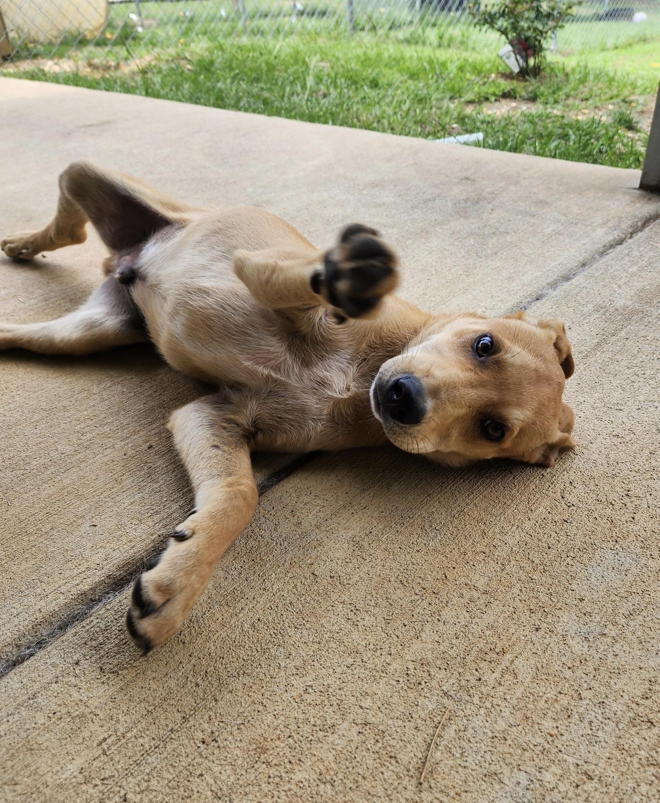 Dax, a Adoptable mixed breed in Little Rock, AR image 3/5