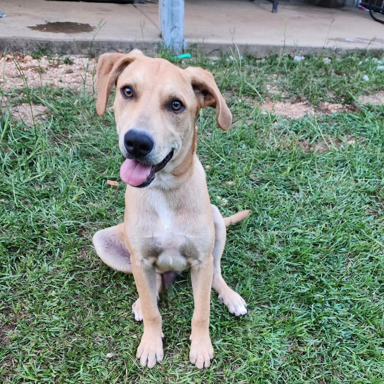 Dax, Young Male unknown