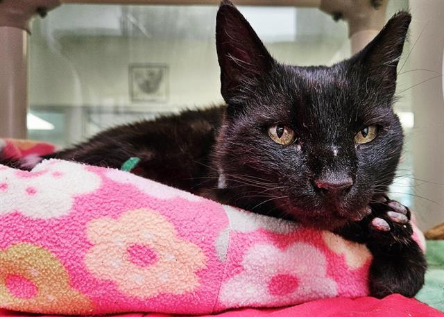 SASHIMI, Adoptable, Adult Male Domestic Short Hair & Domestic Short Hair.