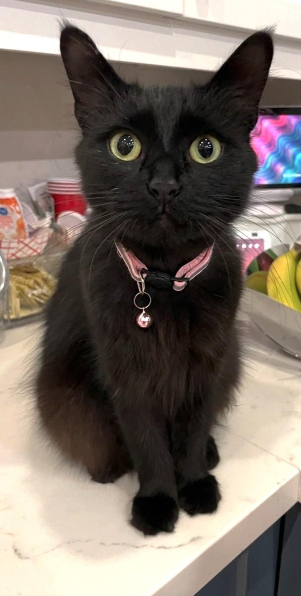 Enlarge Holly, a ADOPTABLE Domestic Short Hair in Stoney Creek, ON image 1/2