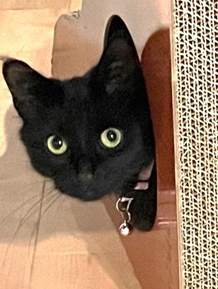 Enlarge Holly, a ADOPTABLE Domestic Short Hair in Stoney Creek, ON image 2/2