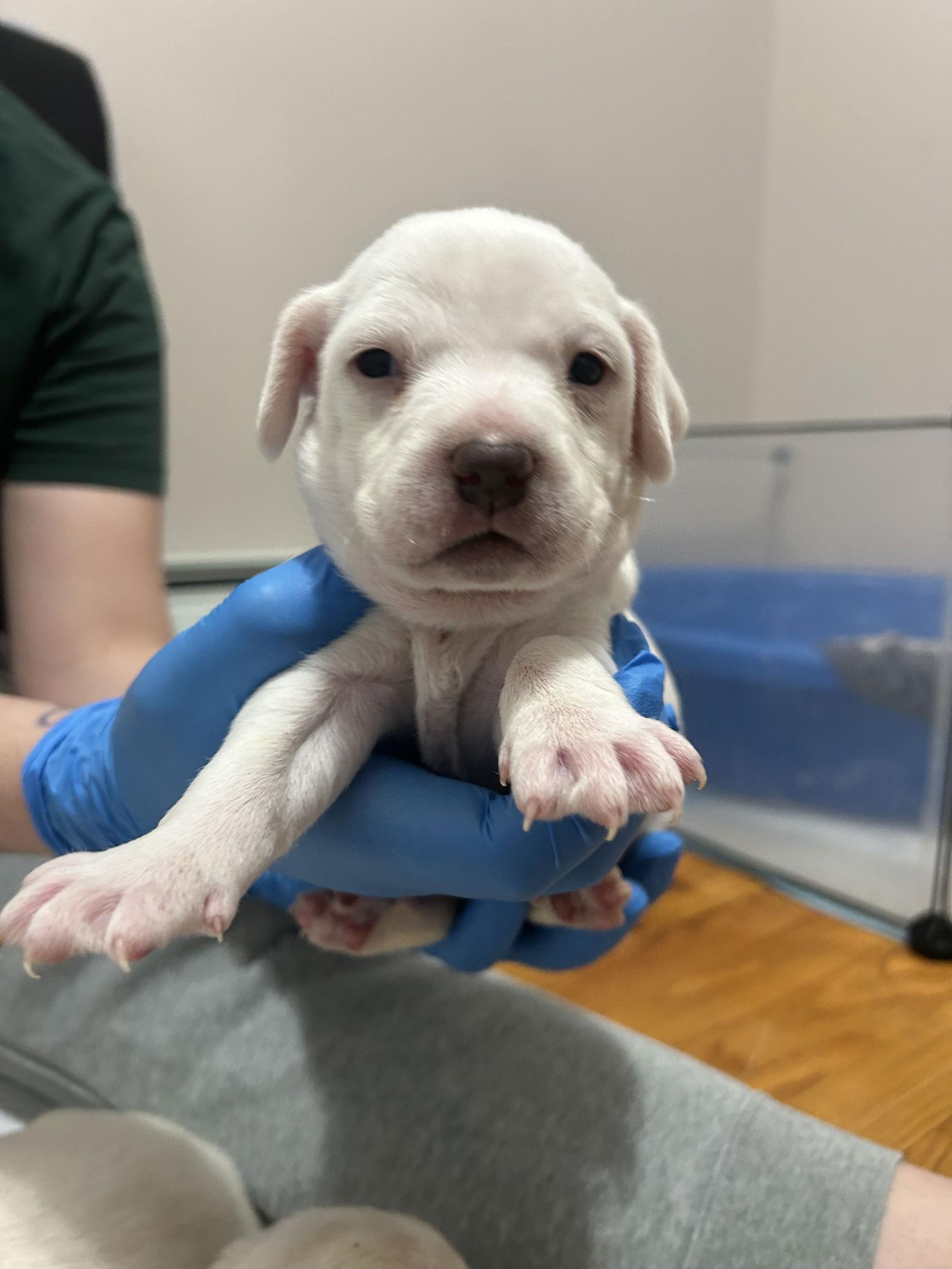 Enlarge Yukon, a Adoptable Mixed Breed in Polson, MT image 1/1