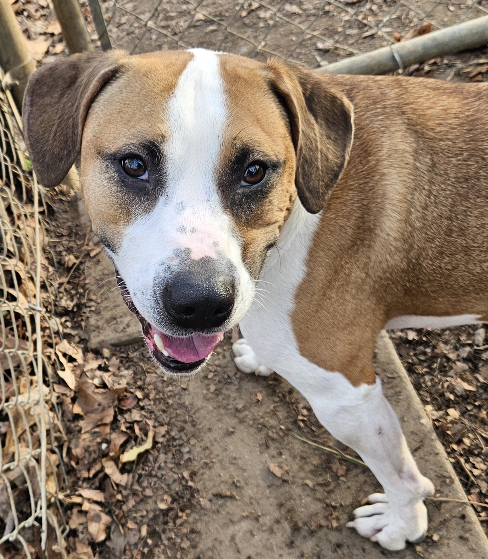 Enlarge Goose, a ADOPTABLE mixed breed in Heathsville, VA image 1/4