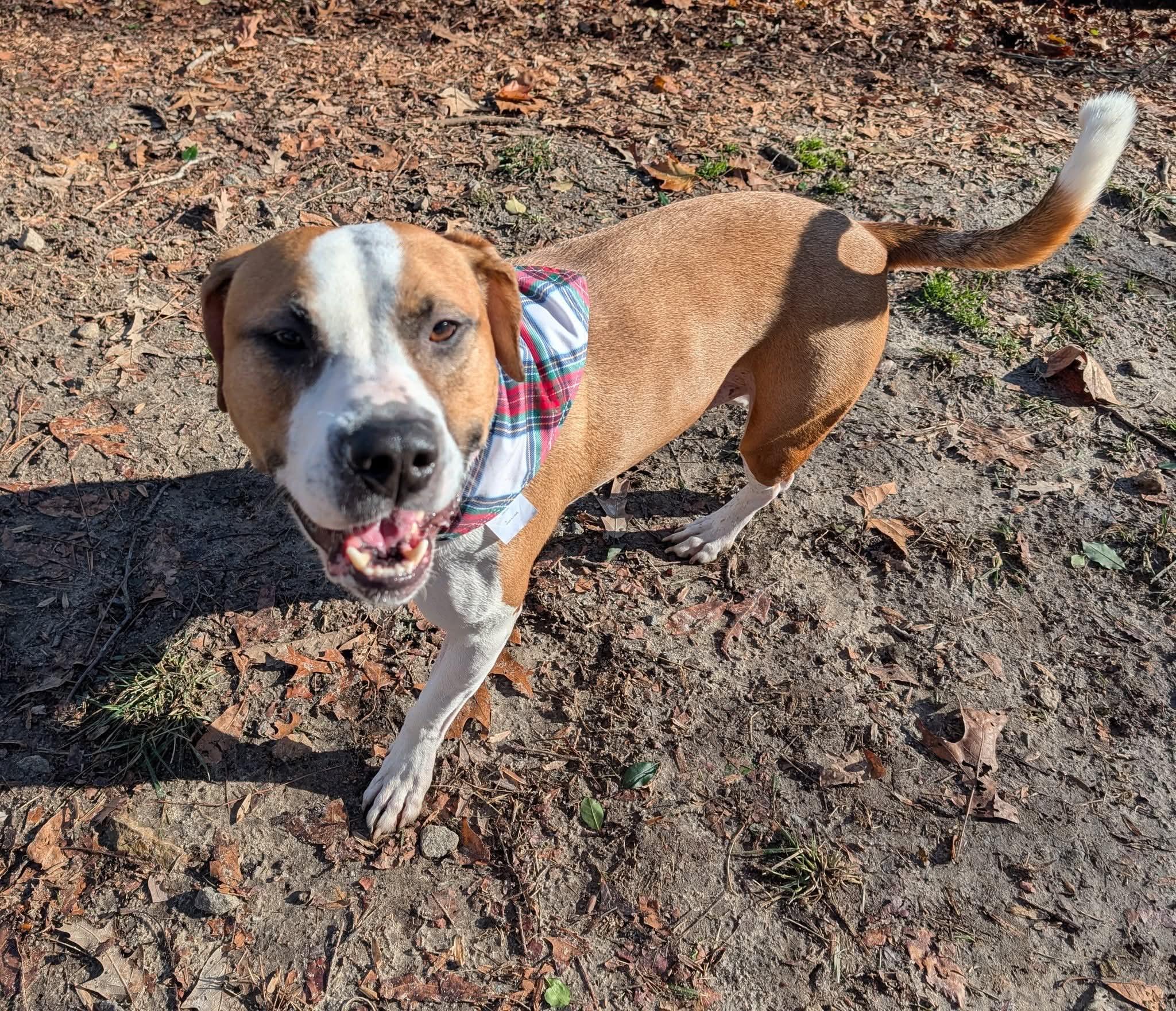 Enlarge Goose, a ADOPTABLE mixed breed in Heathsville, VA image 3/4