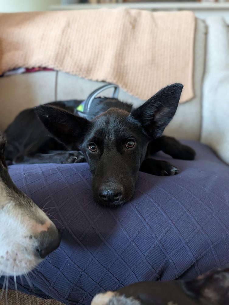 Derby, Adoptable, Puppy Male Mixed Breed.