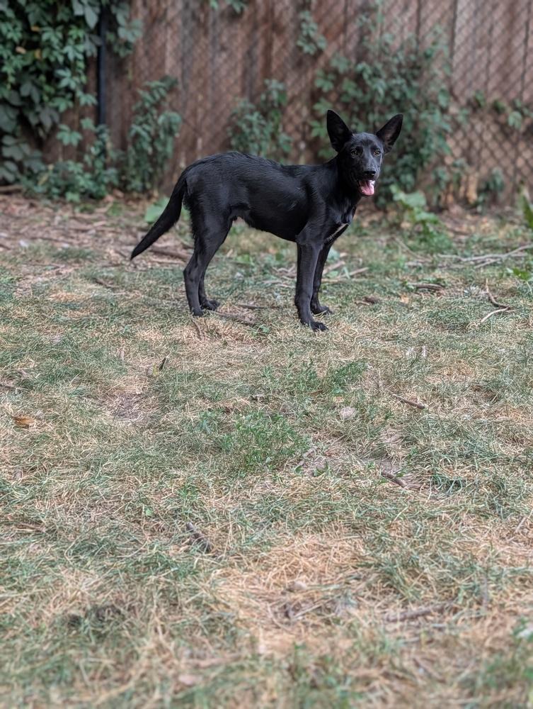 Derby, a Adoptable mixed breed in Waunakee, WI image 3/6