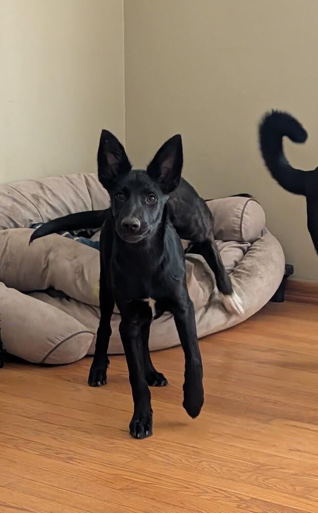 Derby, a Adoptable mixed breed in Waunakee, WI image 4/6