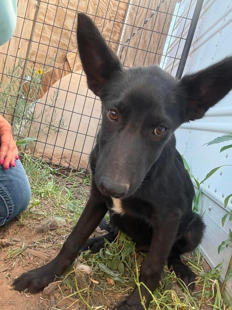 Derby, a Adoptable mixed breed in Waunakee, WI image 5/6