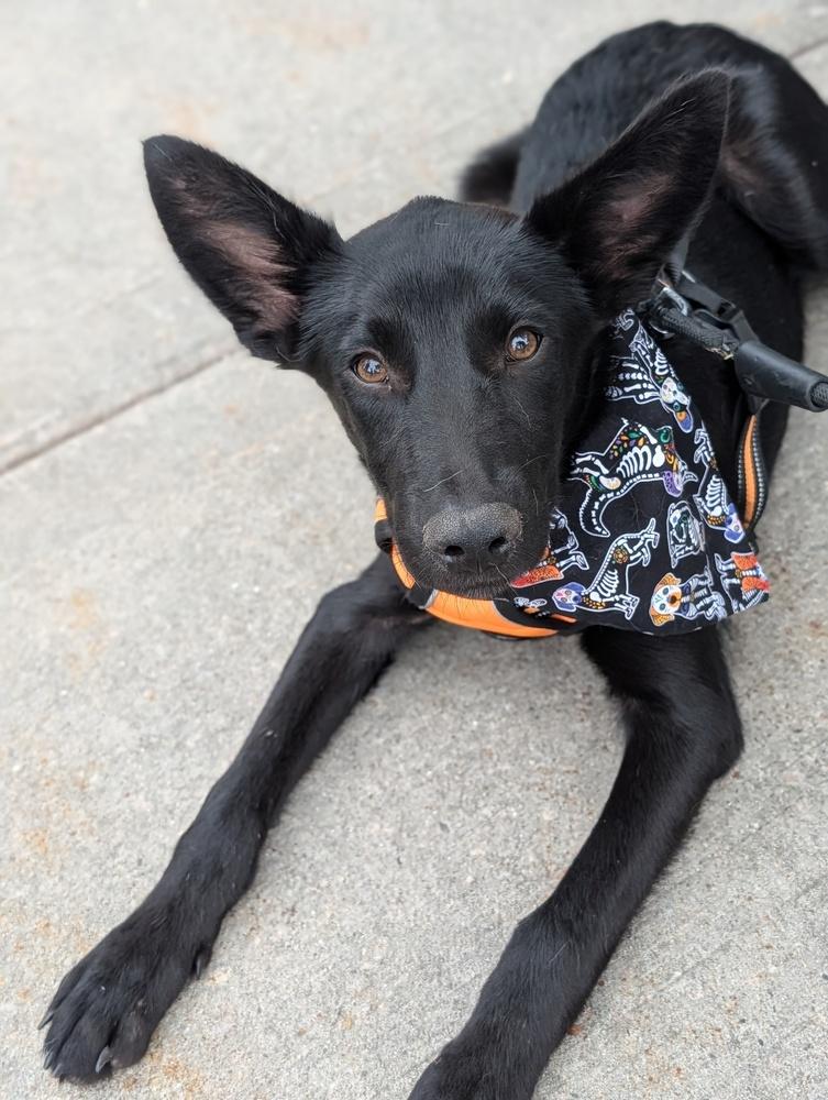 Derby, a Adoptable mixed breed in Waunakee, WI image 6/6