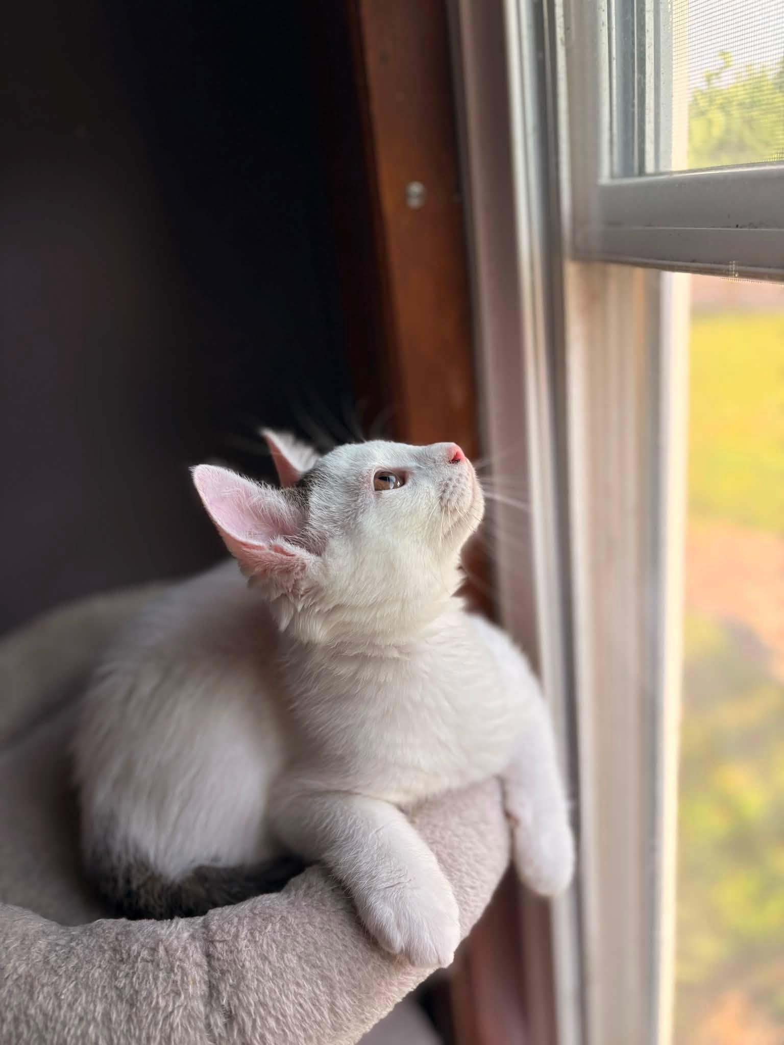 Enlarge Cayenne, a Adopted American Shorthair in Elkland, PA image 2/4