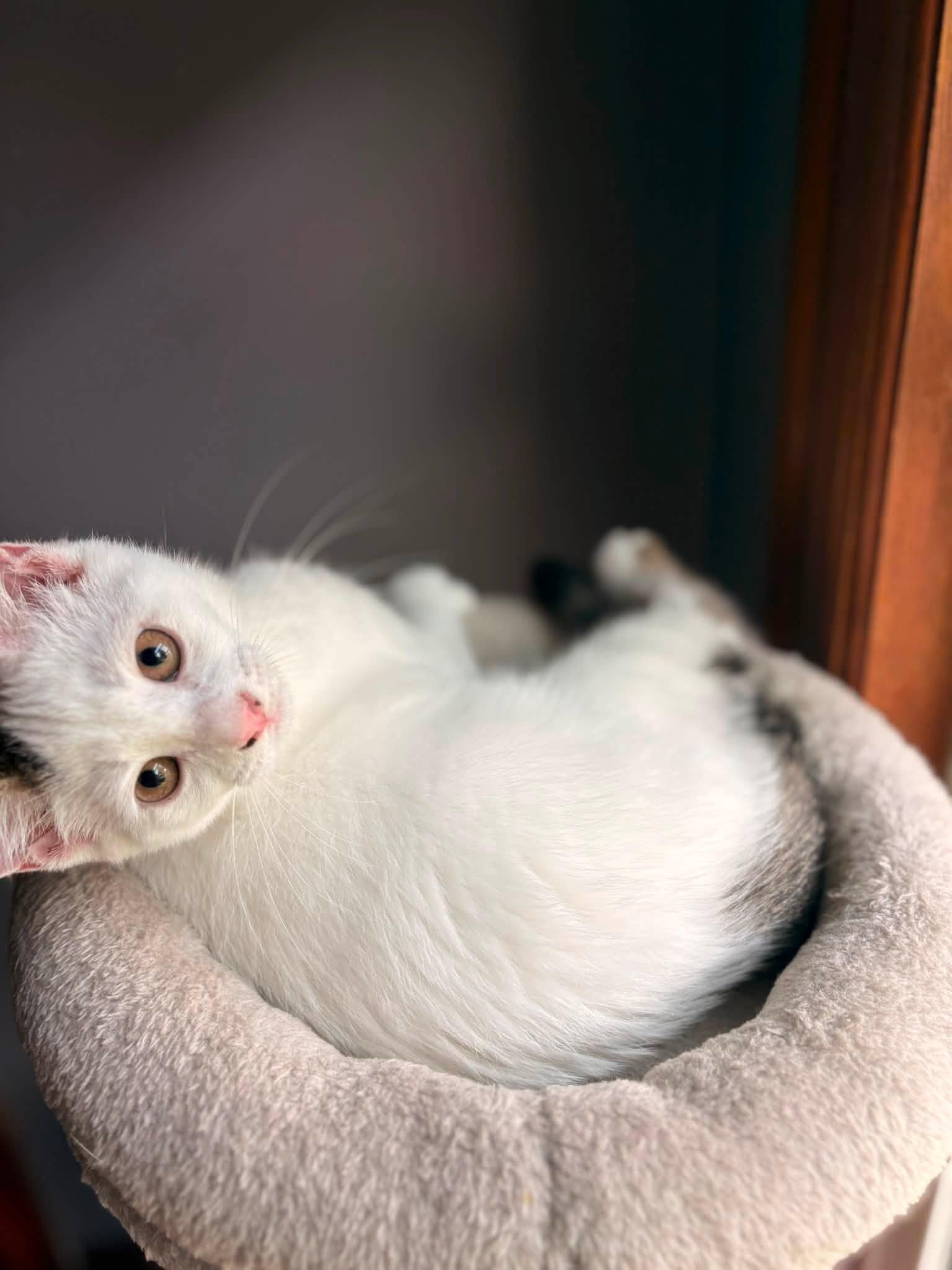 Cayenne, Adopted, Young Female American Shorthair.