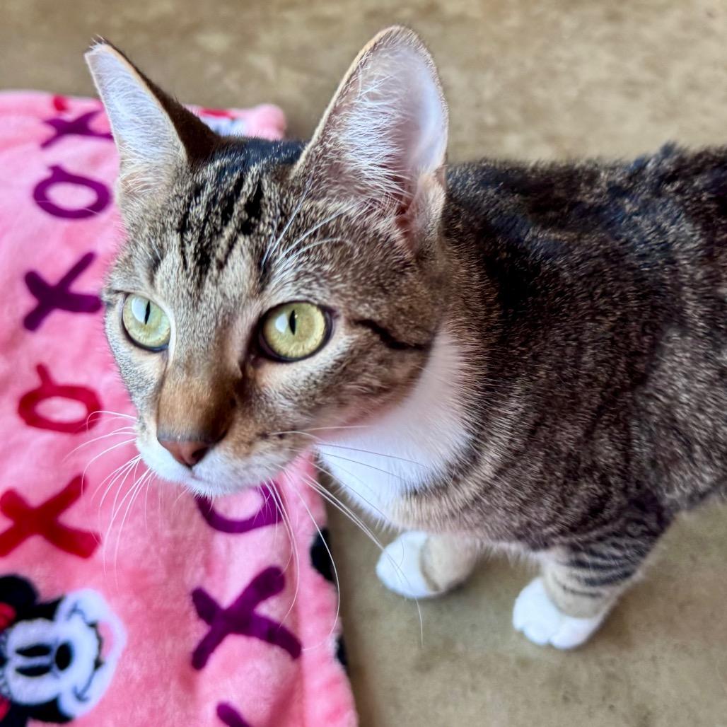 Inca Dove, Adoptable, Young Female Domestic Short Hair.