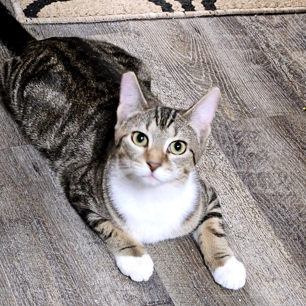 Inca Dove, Adoptable, Young Female Domestic Short Hair.