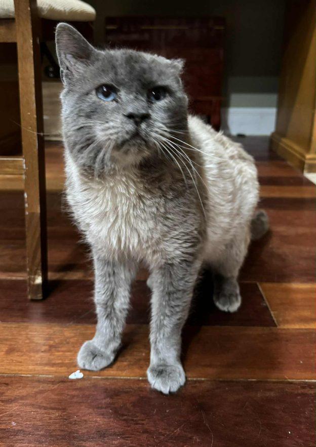 Enlarge Cajun, a ADOPTABLE Siamese in Kenai, AK image 1/1