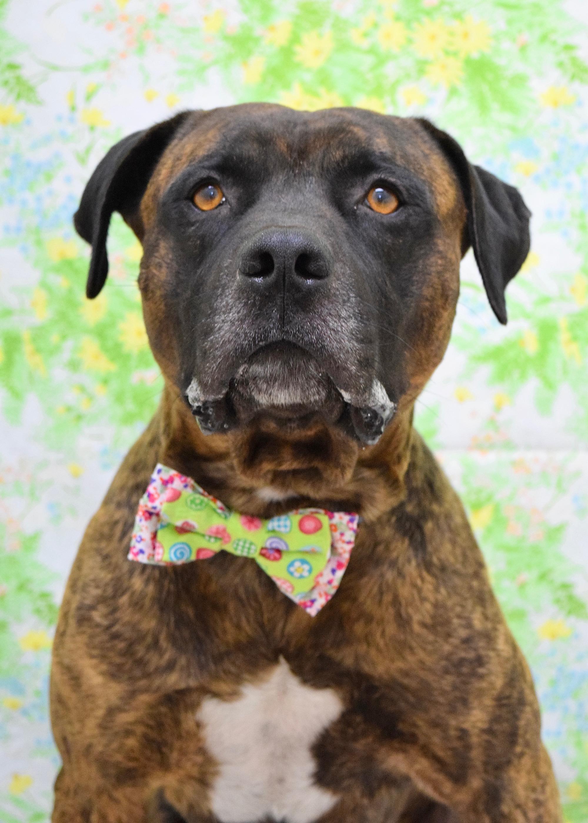 Bronson, ADOPTABLE, Adult Male Pit Bull Terrier.