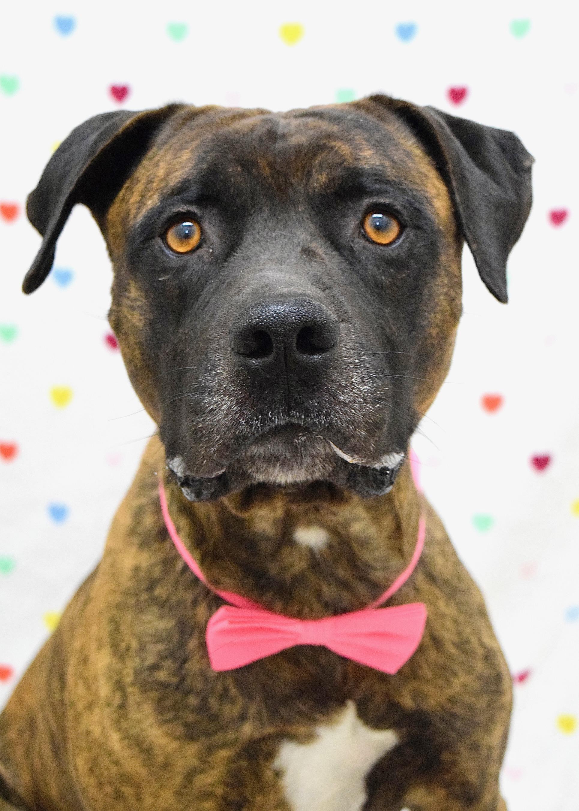 Bronson, a ADOPTABLE Pit Bull Terrier in Dublin, CA image 1/6