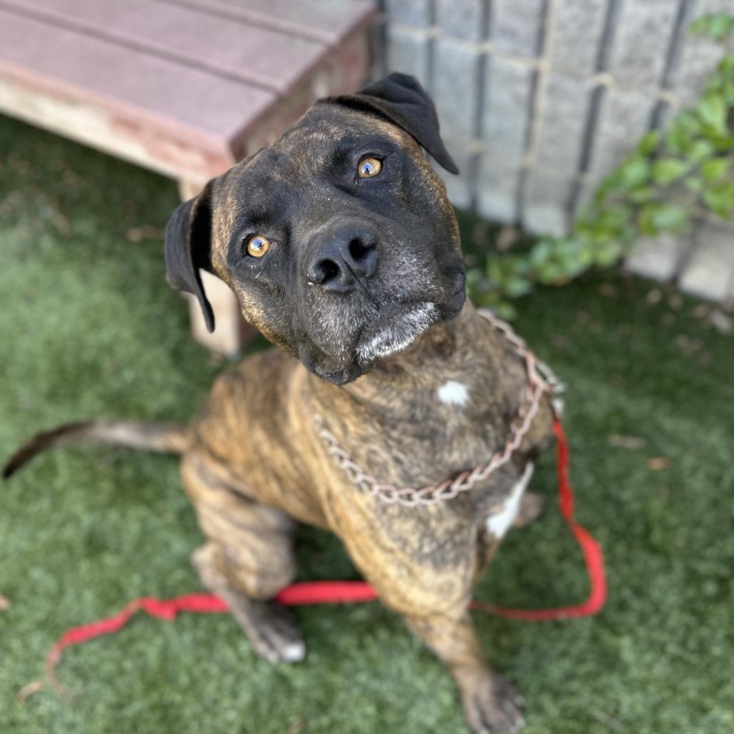 Bronson, a ADOPTABLE Pit Bull Terrier in Dublin, CA image 5/6