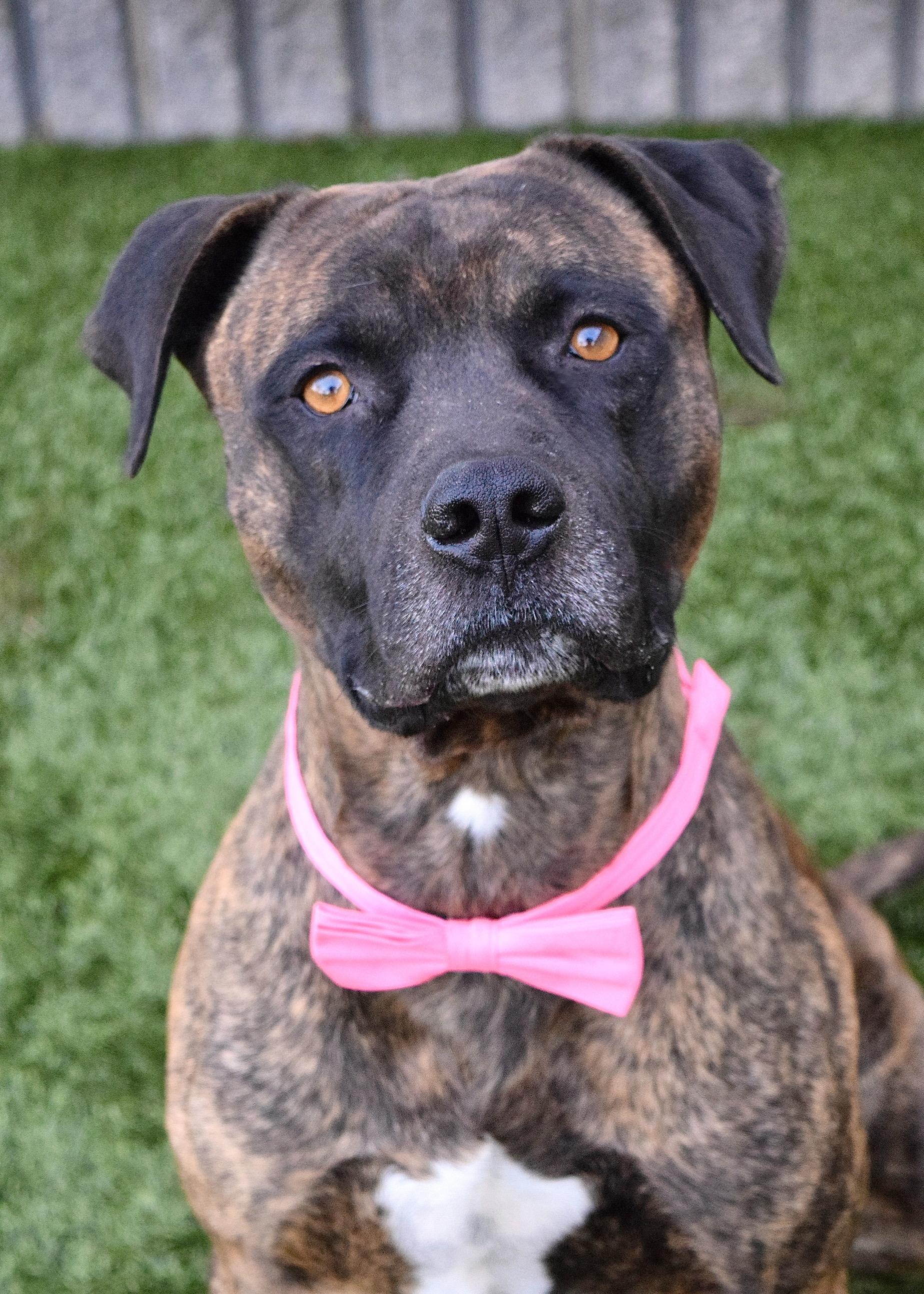 Bronson, a ADOPTABLE Pit Bull Terrier in Dublin, CA image 2/6