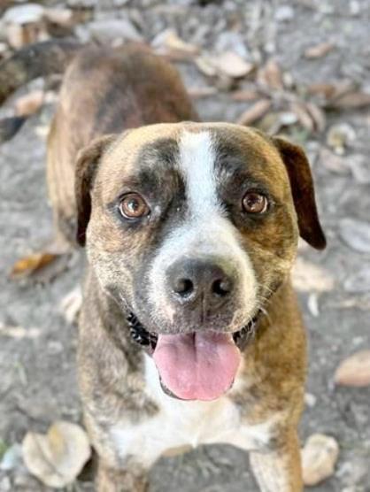 Fonzie, a Adoptable mixed breed in Morris, NY image 1/5