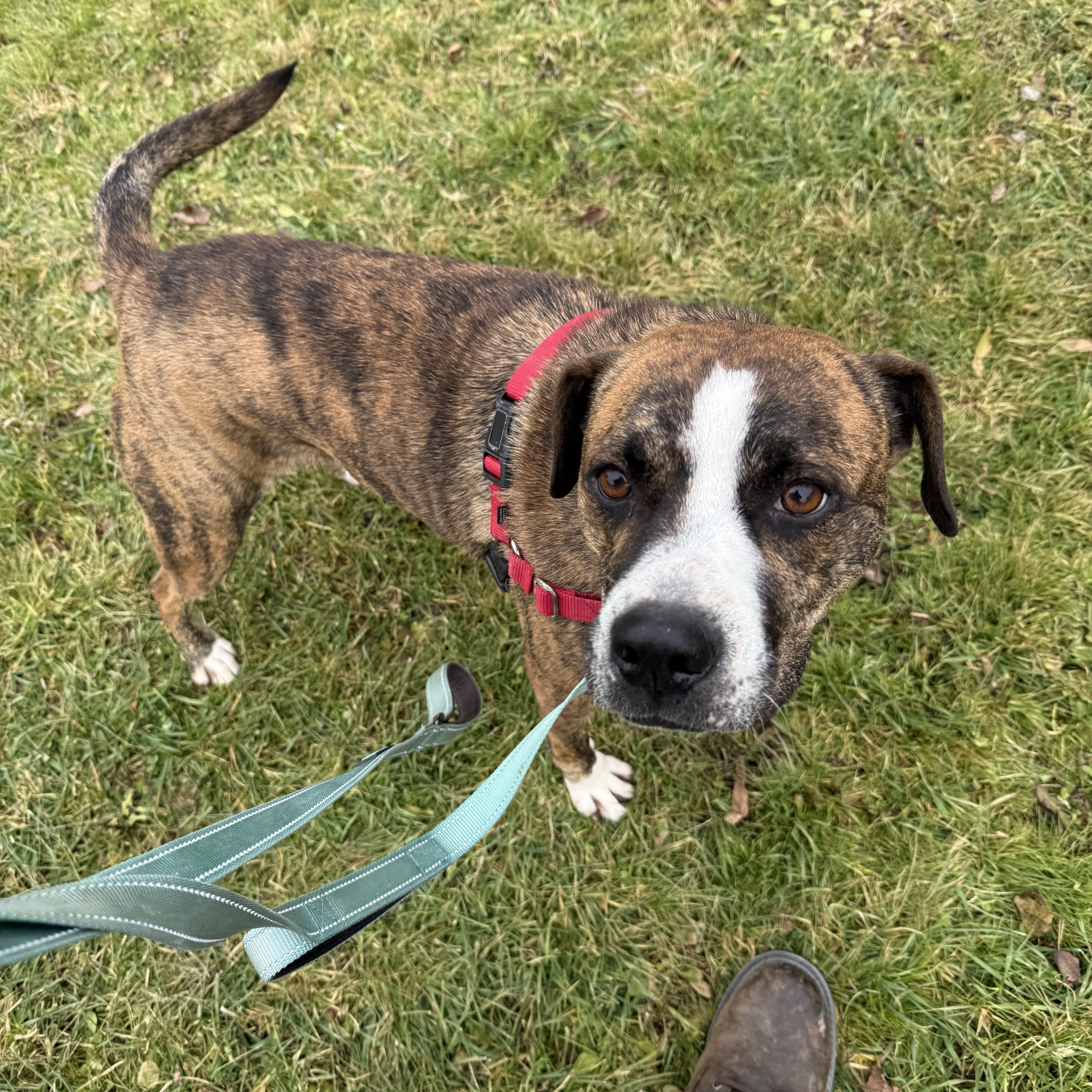 Fonzie, a Adoptable mixed breed in Morris, NY image 2/5