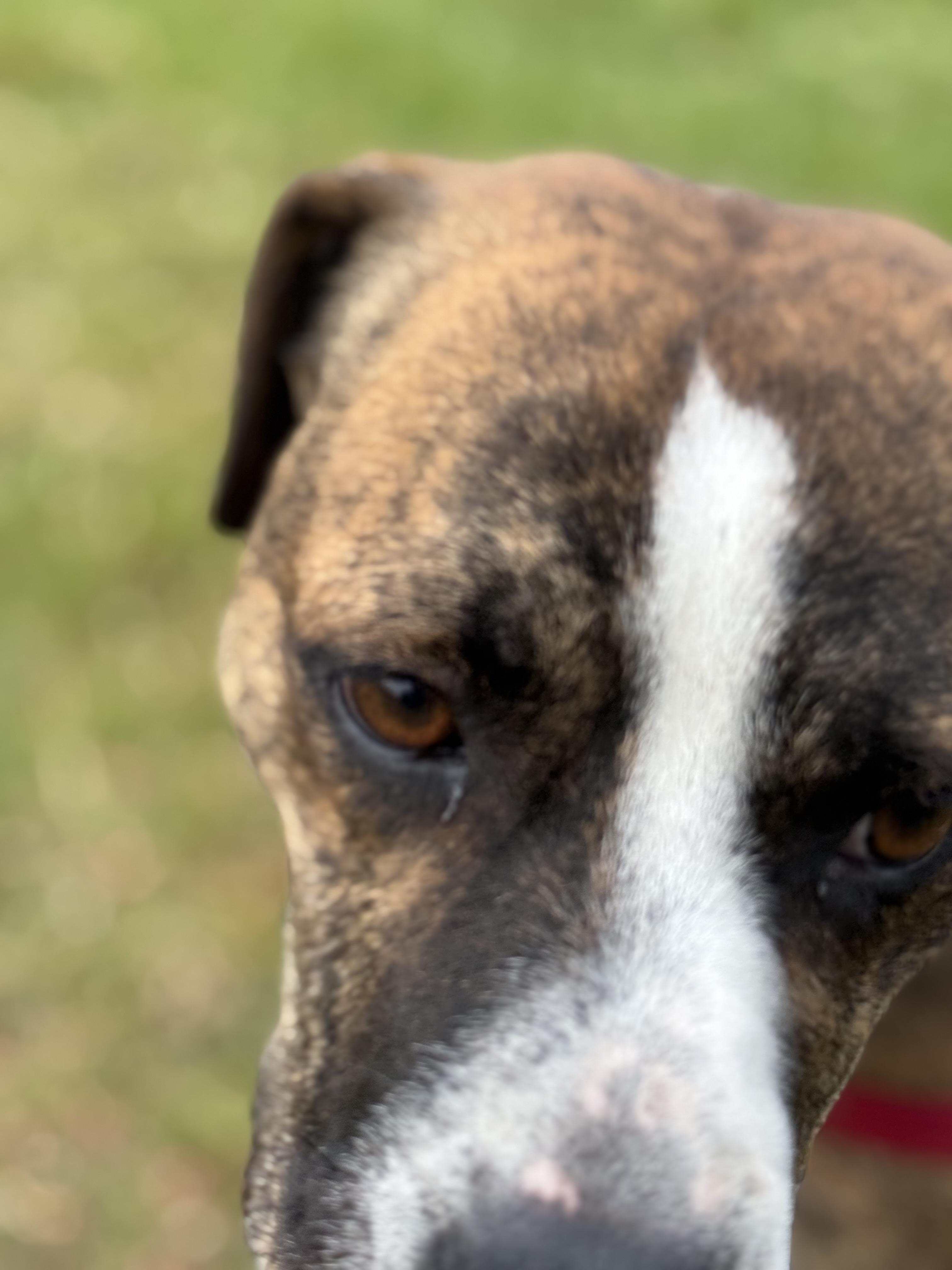 Fonzie, a Adoptable mixed breed in Morris, NY image 3/5