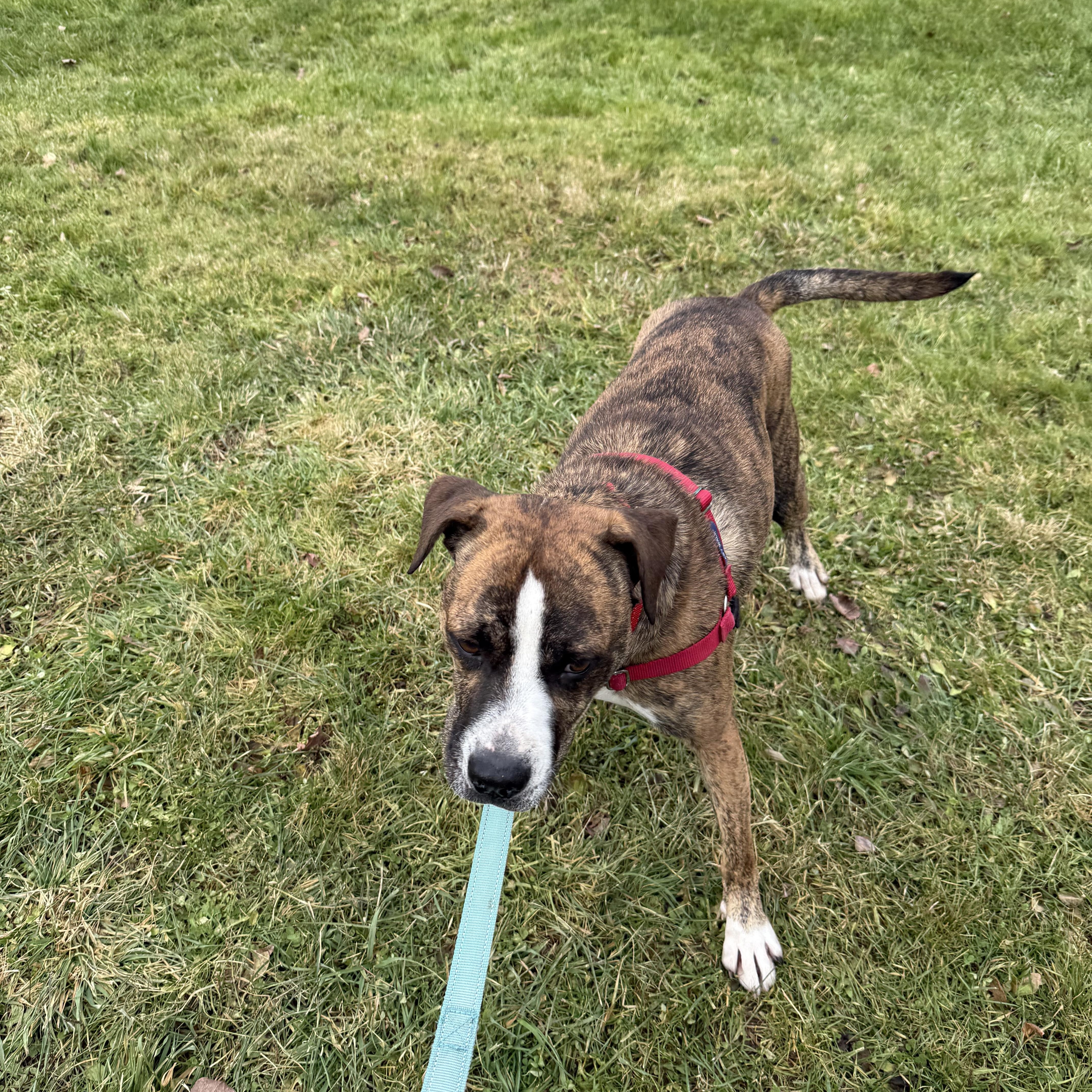Fonzie, a Adoptable mixed breed in Morris, NY image 4/5