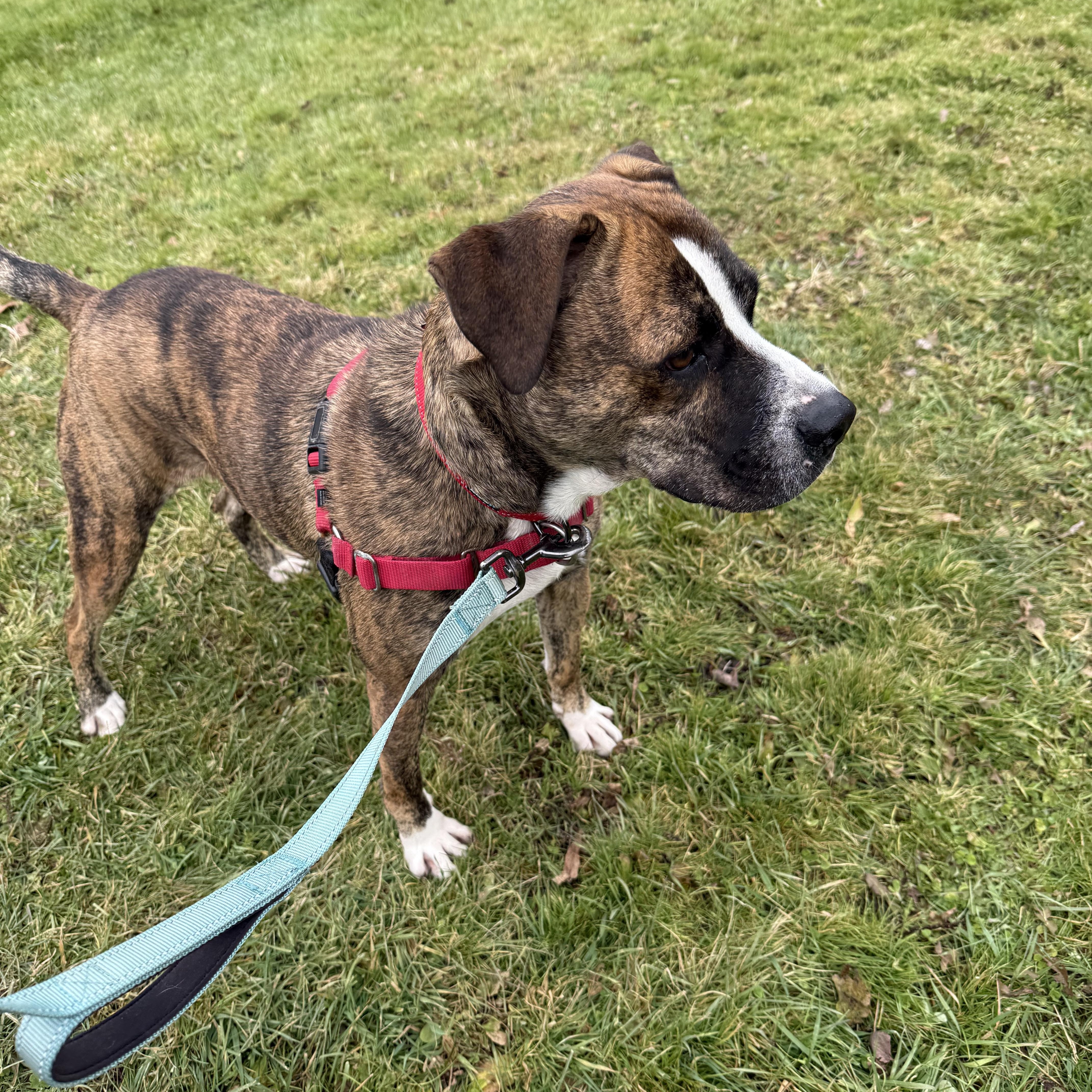 Fonzie, a Adoptable mixed breed in Morris, NY image 5/5