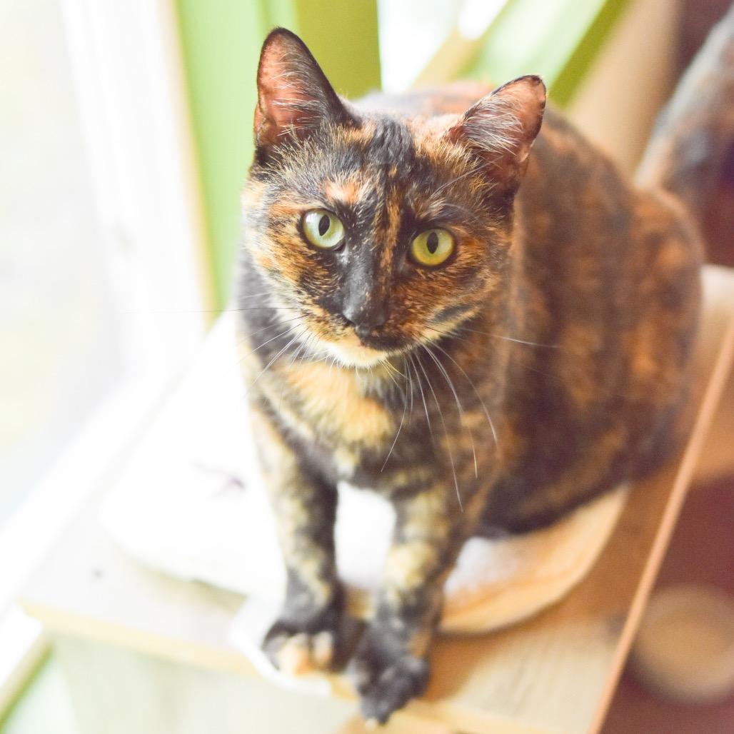 Autumn, Adoptable, Adult Female Domestic Short Hair.