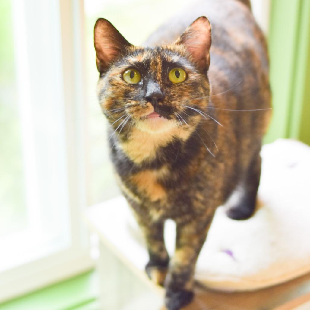 Enlarge Autumn, a Adoptable Domestic Short Hair in Kailua Kona, HI image 1/6