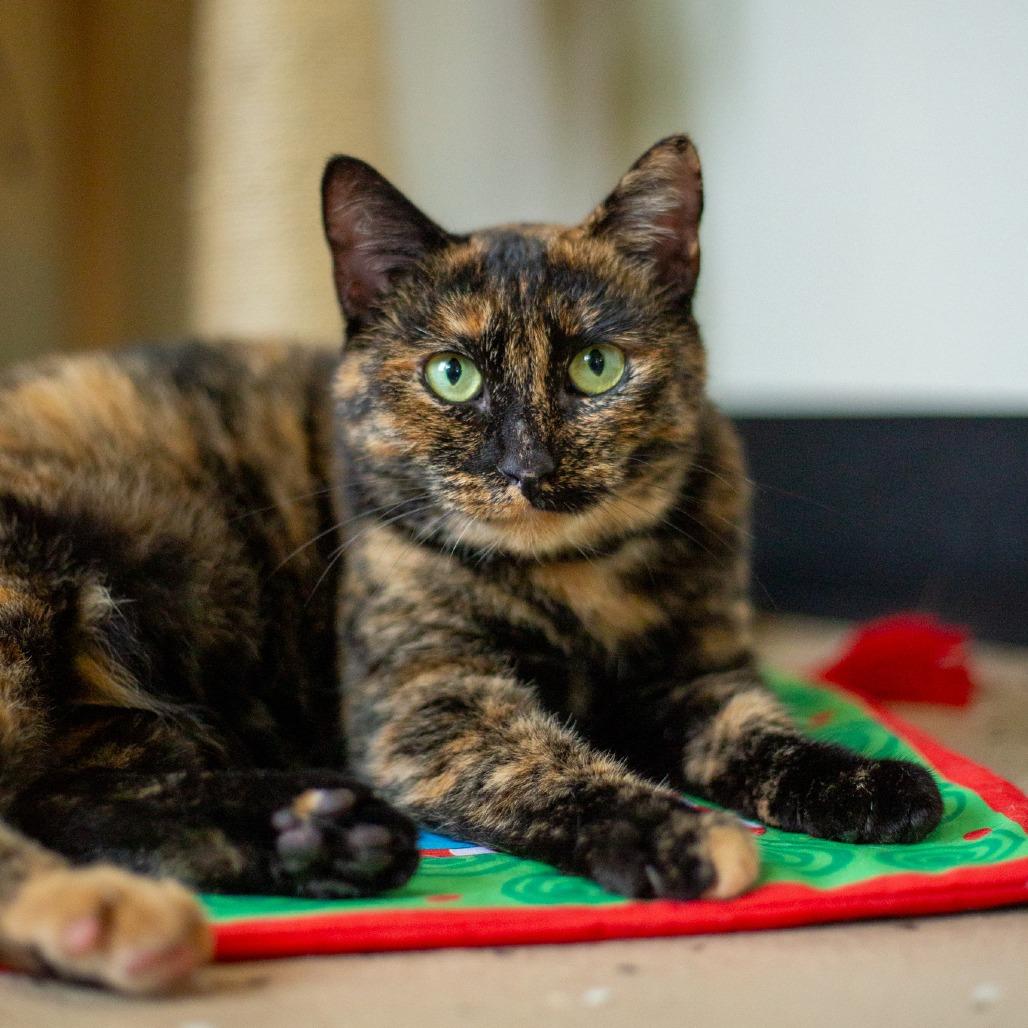 Autumn, Adoptable, Adult Female Domestic Short Hair.