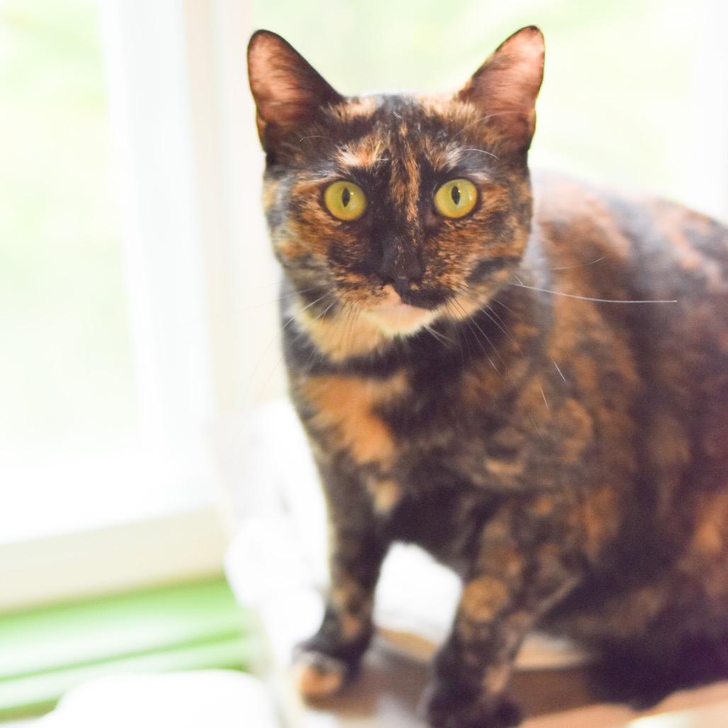 Autumn, a Adoptable Domestic Short Hair in Kailua Kona, HI image 3/4