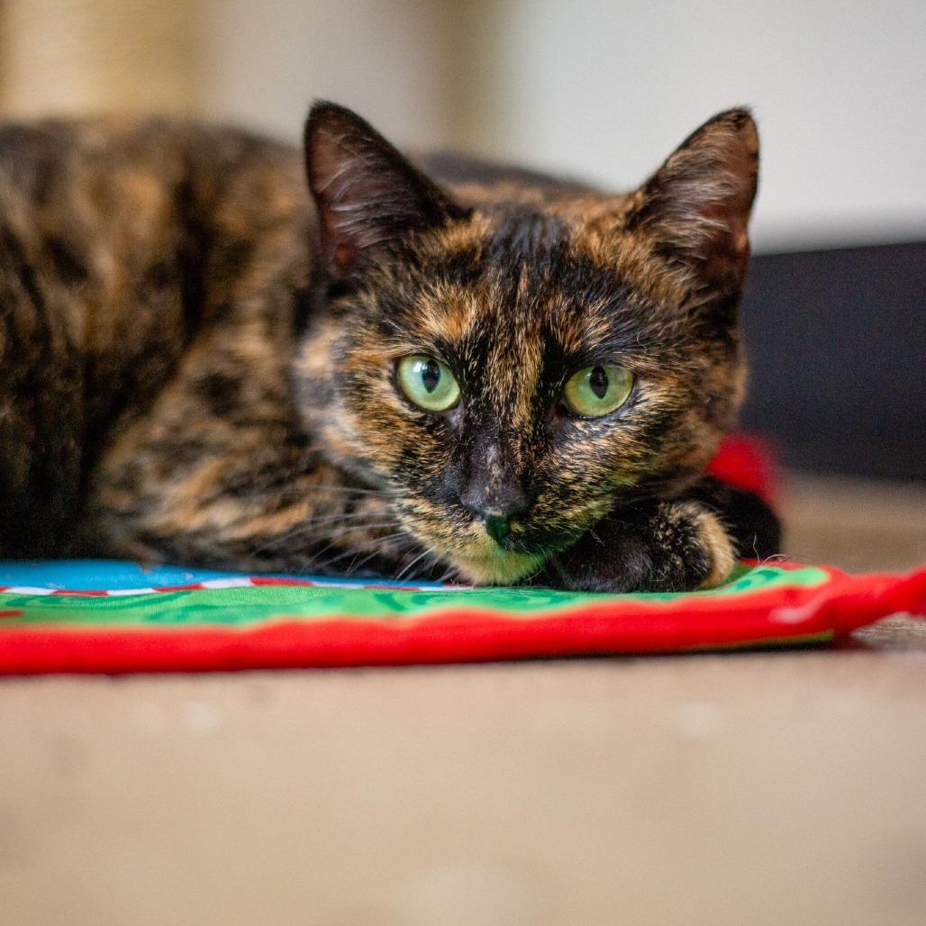 Enlarge Autumn, a Adoptable Domestic Short Hair in Kailua Kona, HI image 3/6