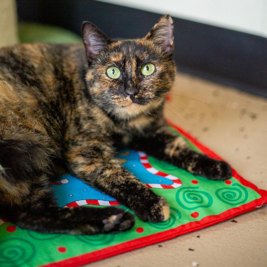 Enlarge Autumn, a Adoptable Domestic Short Hair in Kailua Kona, HI image 6/6