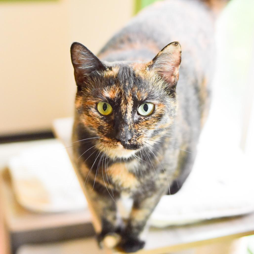Autumn, a Adoptable Domestic Short Hair in Kailua Kona, HI image 4/4