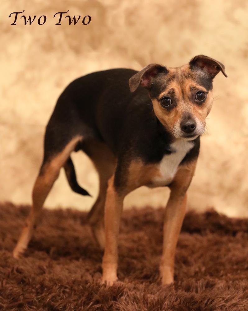 TwoTwo, Adopted, Adult Female Chihuahua & Terrier.