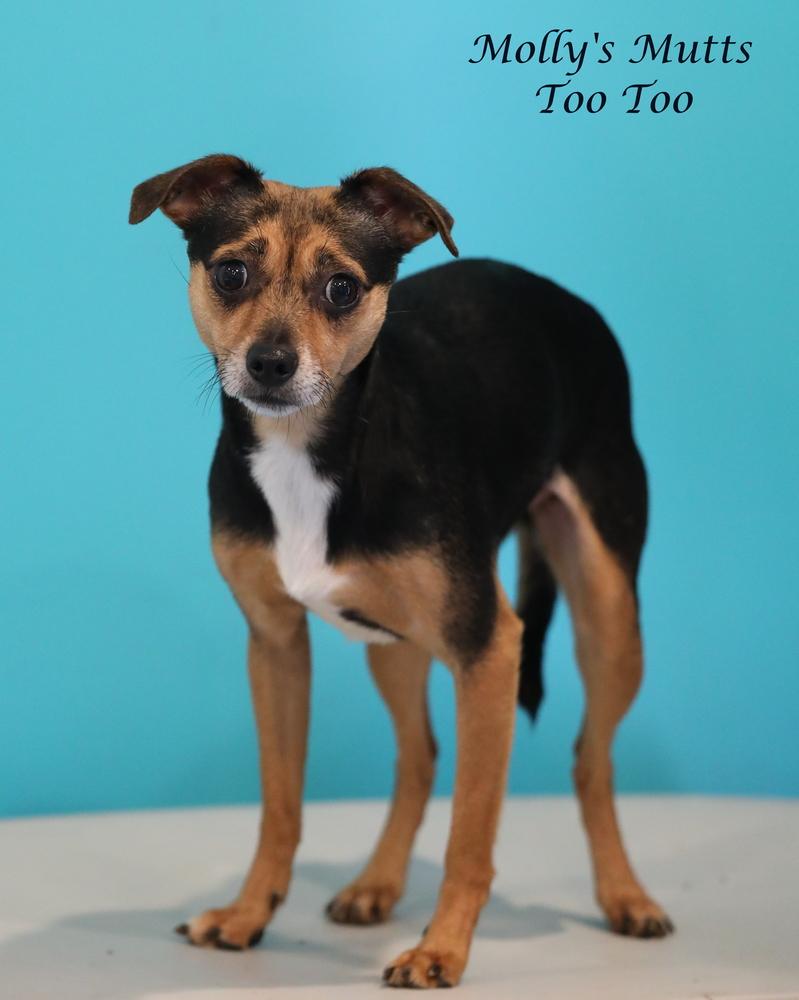 Enlarge TwoTwo, a Adopted mixed breed in Dixon, KY image 2/3